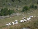 20020905 143745 sheep at tuftern