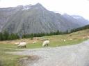 20020905 160516 sheep at tuftern