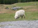 20020905 160528 sheep at tuftern