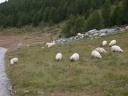20020905 160539 sheep at tuftern