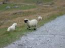 20020905 160630 sheep at tuftern