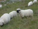 20020905 160801 sheep at tuftern