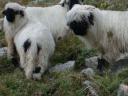 20020906 172011 alpine sheep kalbermatten