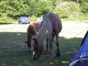 20030620 170400 foal and horse nearby