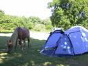 20030620 170432 horse foal allans tent