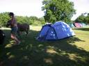 20030620 170503 allan horse foal tent