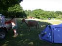 20030620 170522 animal allan horses tent
