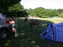 20030620 170533 animal allan horses tent