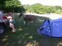 20030620 170546 animal allan horses tent