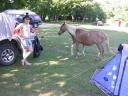20030620 170610 animal allan horses tent