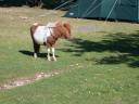 20030620 170646 pony nearby