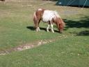 20030620 170654 pony nearby