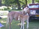 20030620 170711 horse foal allan animal