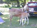 20030620 170727 horse foal allan animal