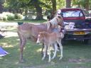 20030620 170735 horse foal alanl animal