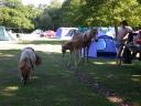 20030620 170859 pony foal horse allan
