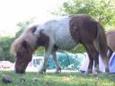 20030620 170944 pony closeup ground