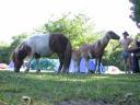 20030620 170959 pony horse foal allan