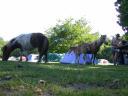 20030620 171022 pony horse foal allan animal ground