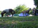 20030620 171034 pony horse foal allan animal ground