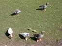wildlife
