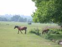 20050610_101319_brockenhurst_horses_foal_ditch.jpg