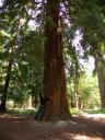 20050611_115613_new_forest_kc_hugging_redwood.jpg