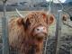 1996_06_scotland