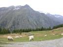20020905_160557_sheep_at_tuftern.jpg