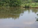 20020921_142342_stottesdon_pond_duck.jpg