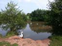 20020921_142537_stottesdon_pond_ducks.jpg