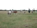 20021006_144114_wormleighton_cows_or_bulls.jpg