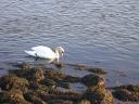 20030318_170009_swan_at_lossiemouth.jpg