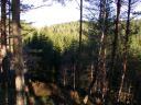 20030319_082058_baddengorm_woods.jpg