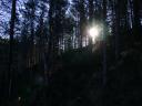 20030319_082343_baddengorm_woods_sunrise.jpg