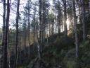 20030319_082404_baddengorm_woods_sunrise.jpg