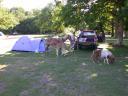 20030620_170817_horse_foal_pony_allan_animal.jpg