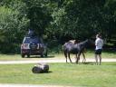 20030621_105330_graeme_feeding_horse.jpg