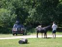 20030621_105341_graeme_feeding_horse.jpg