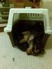 20081116_213006_chloe_asleep_hanging_out_of_carrier.jpg