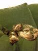 20081116_224546_tess_asleep_on_kirsteen.jpg