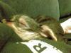 20081116_225516_tess_asleep_on_kirsteen.jpg
