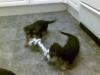 20081117_164610_tess_and_chloe_tug_of_war.jpg