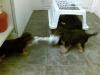 20081117_164626_tess_and_chloe_tug_of_war.jpg
