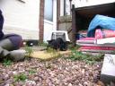 20081117_091325_chloe_tess_first_steps_outdoors.jpg