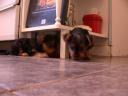 20081117_094443_chloe_tess_kitchen_under_counter.jpg
