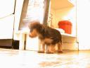 20081117_094500_chloe_kitchen_counter.jpg