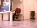 20081117_094510_chloe.jpg