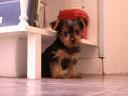 20081117_094551_chloe_kitchen_counter_cute.jpg