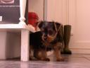 20081117_094622_chloe_kitchen_counter_cute.jpg